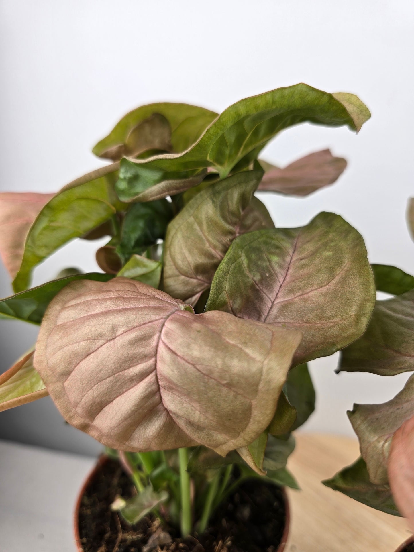 Syngonium Podophyllum 'Neon'