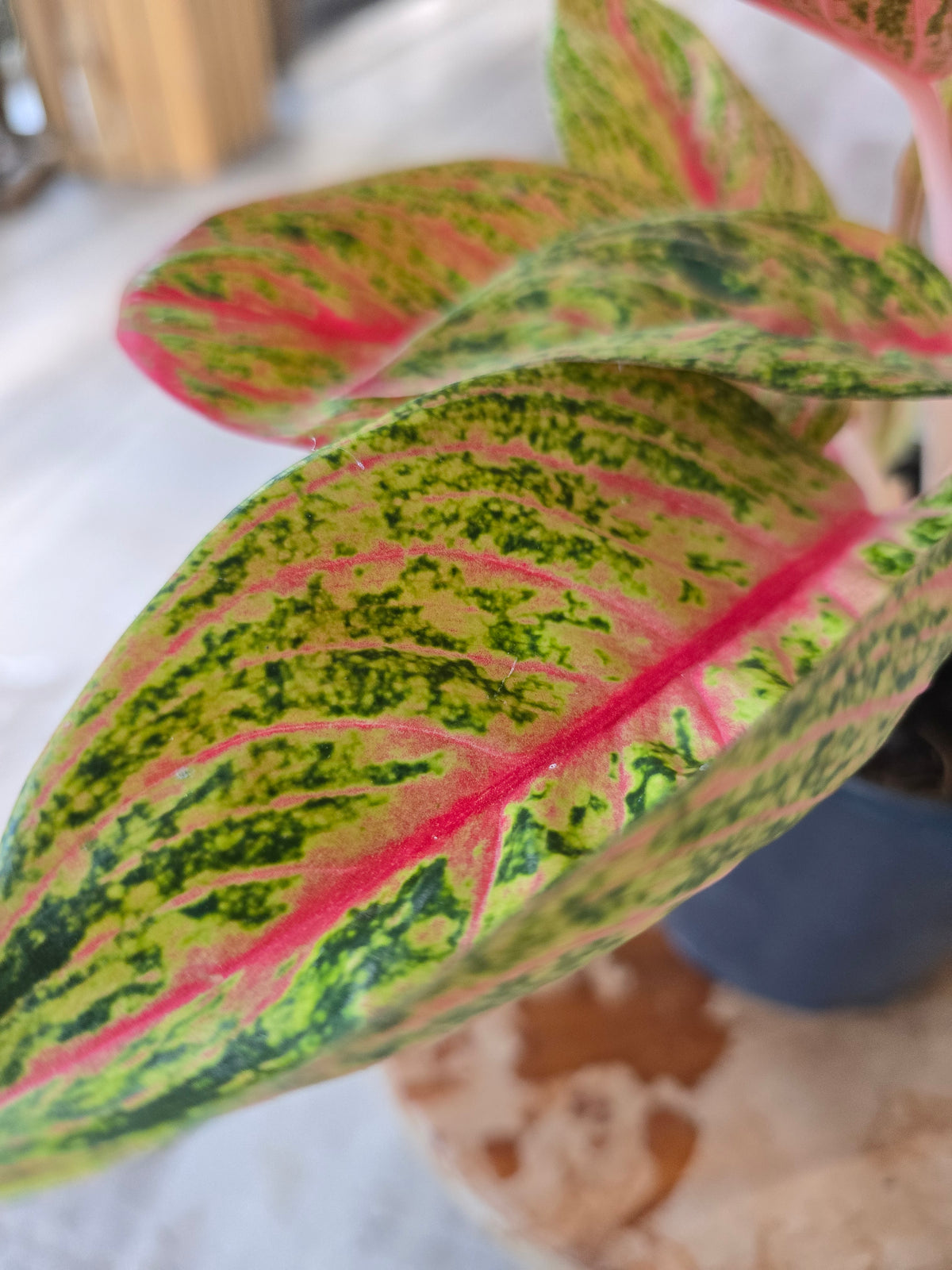 Aglaonema Grand Poppy