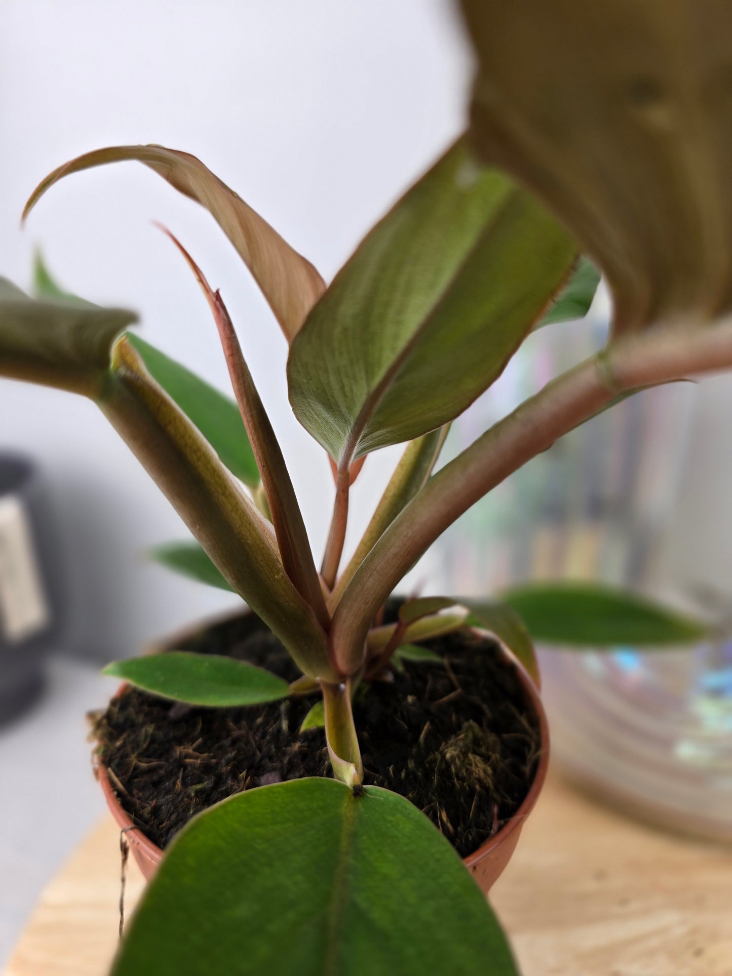 Philodendron 'Choco Empress'