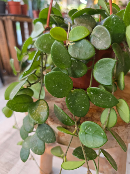 Hoya 'Mathilde Splash'