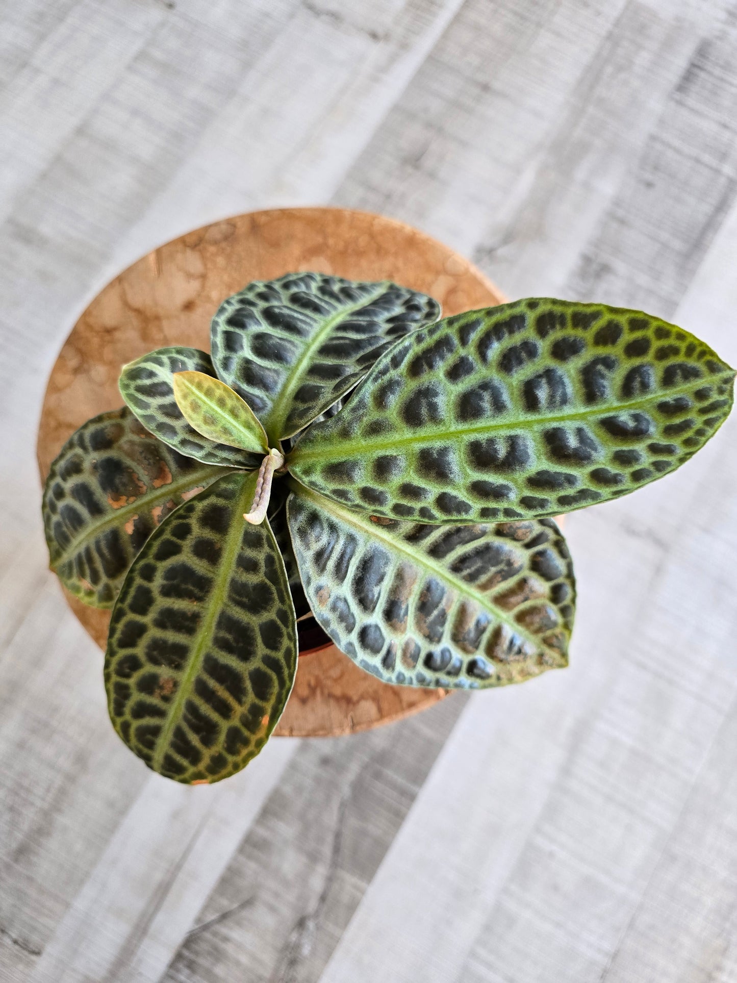 Labisia « Turtle Back »