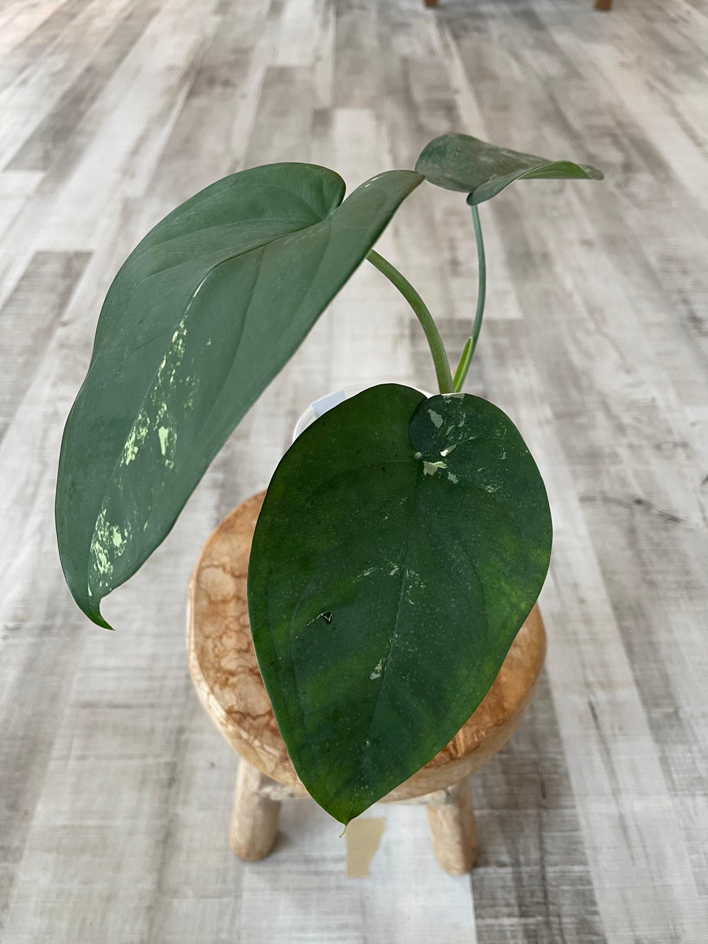 Syngonium chiapense variegata (JP1)
