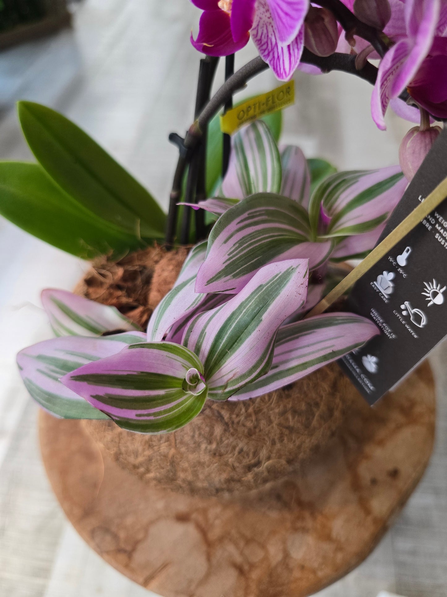 Phalaenopsis Arrangement in Kokodama