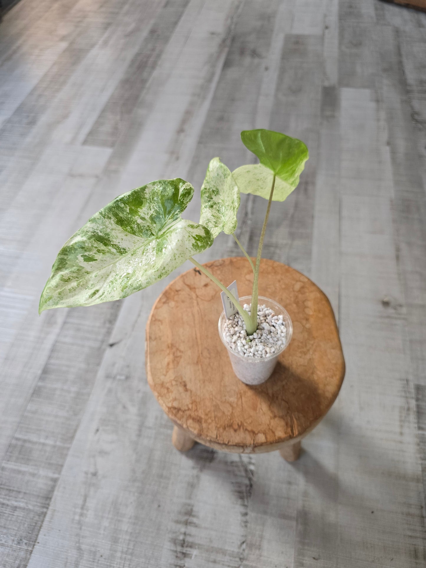 Alocasia Macrorrhiza Splash (JP2)