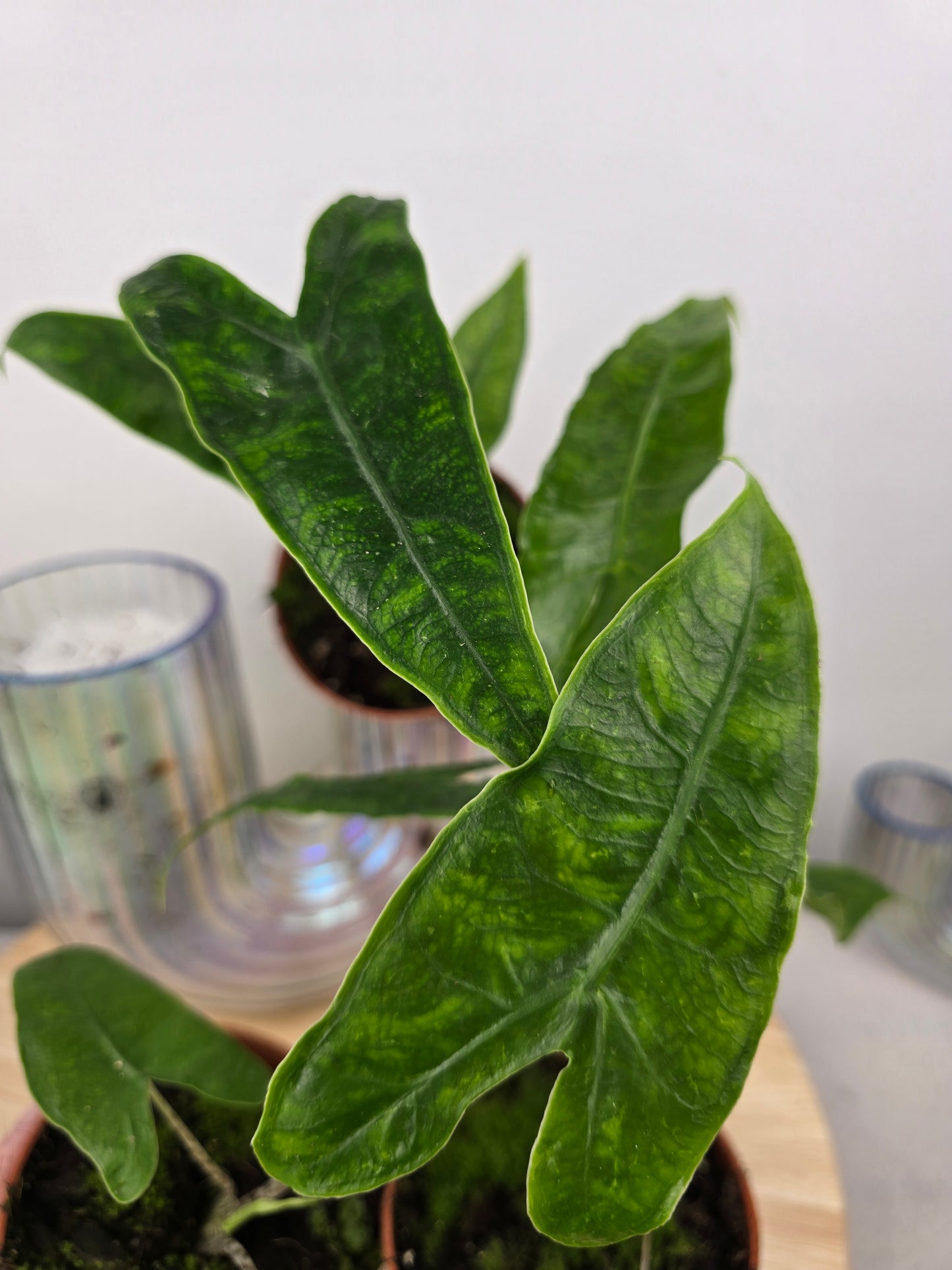 Alocasia zebrina 'Reticulata'