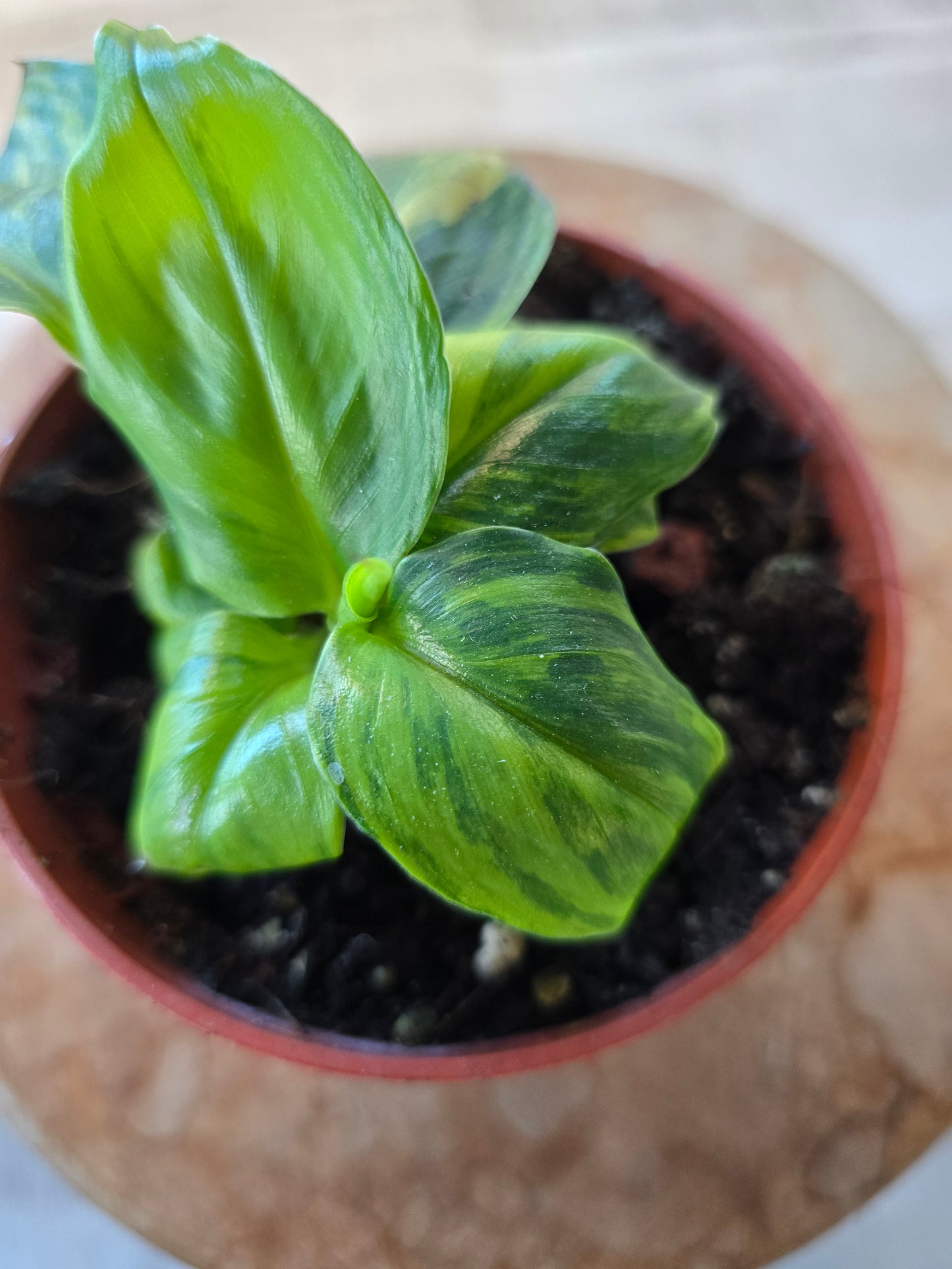 Musa Aurea