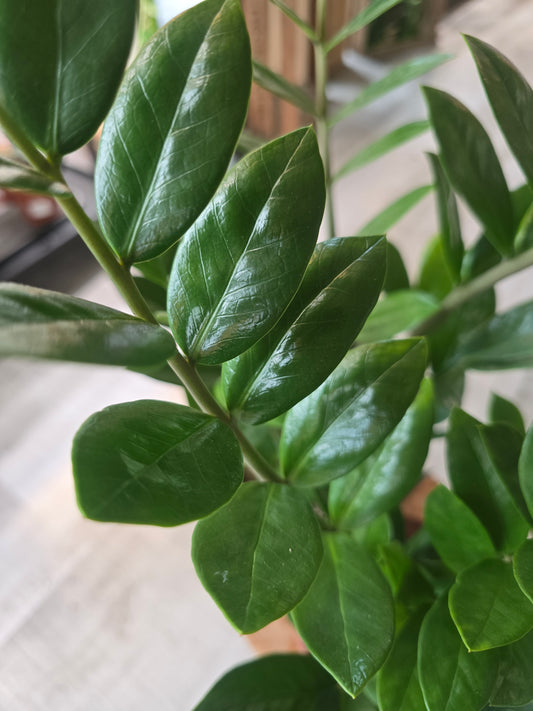 Zamioculcas zamiifolia