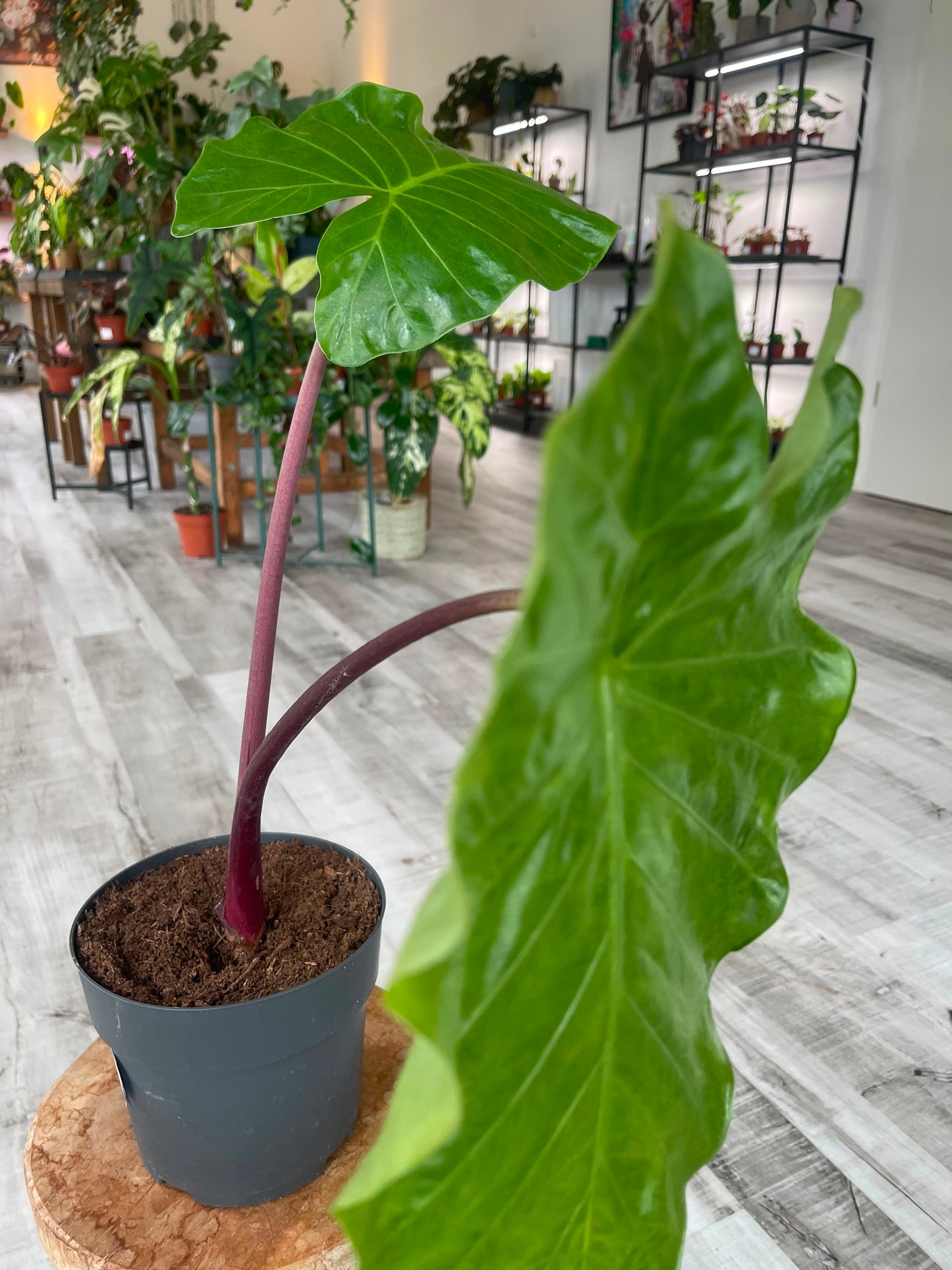 Alocasia Imperial Red (SC)