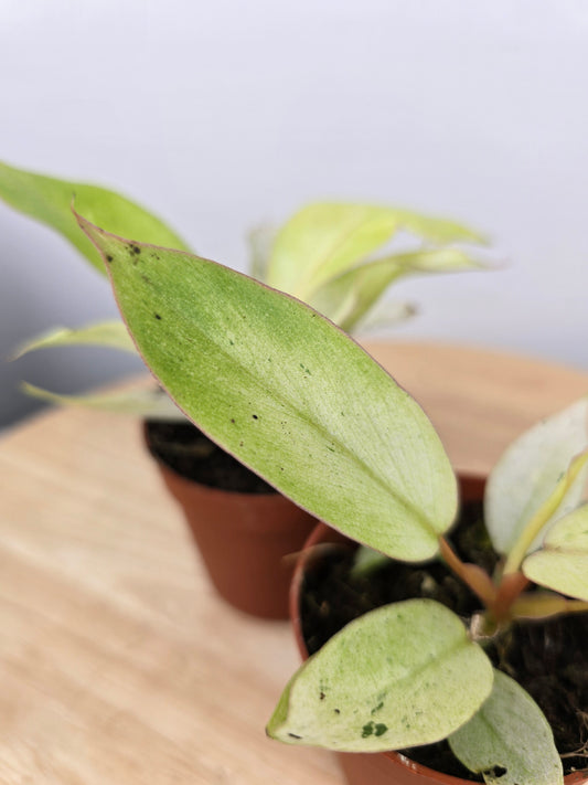 Philodendron 'Snowdrift'