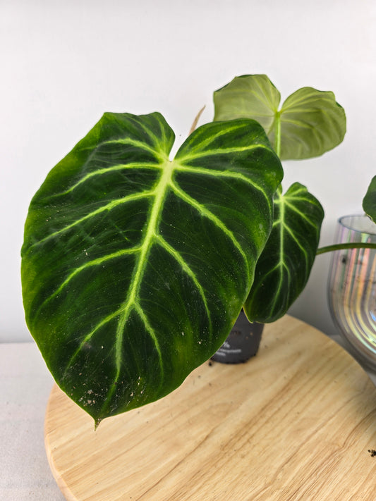 Philodendron luxurians