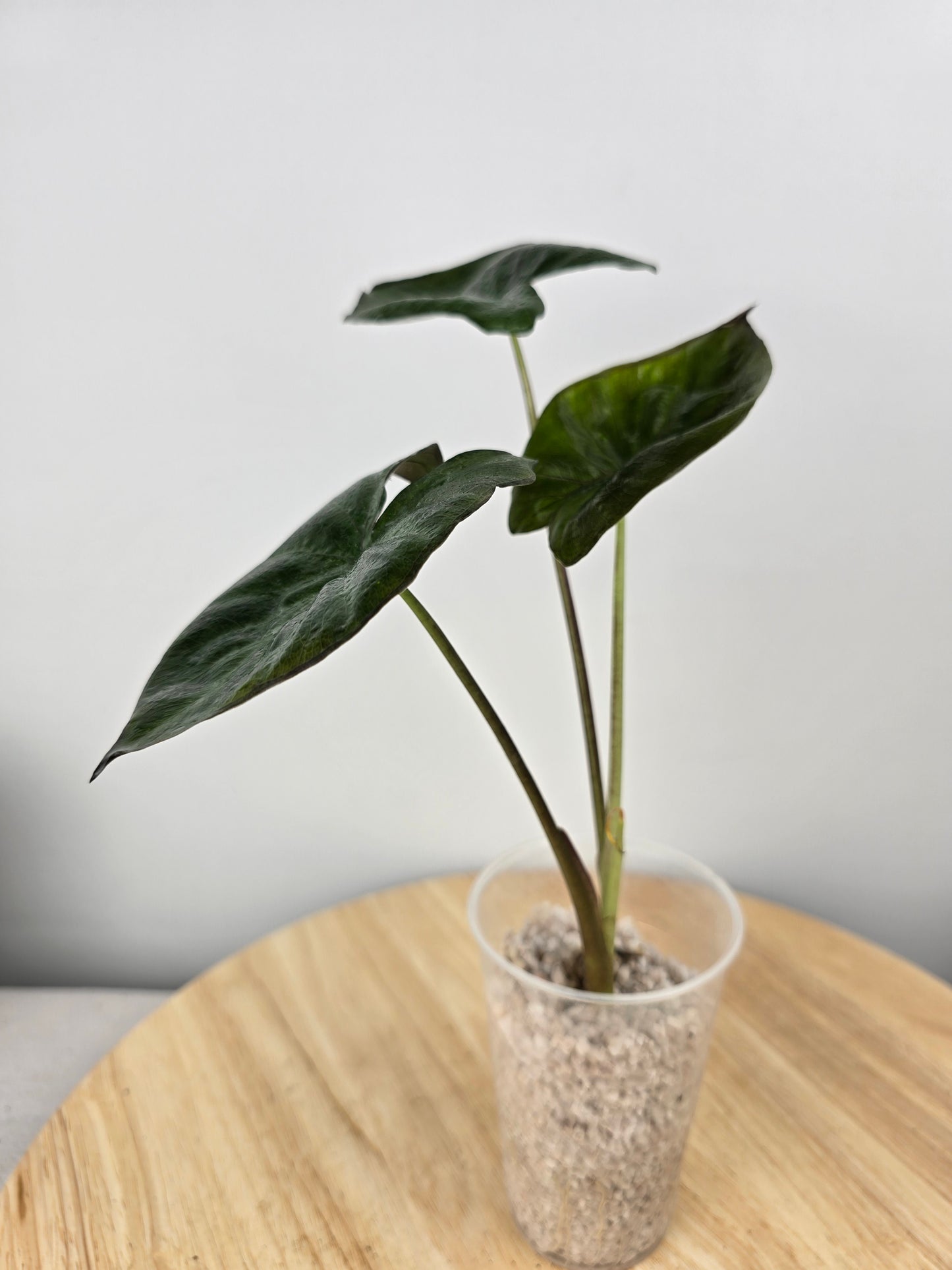 Alocasia Serendipity (JP)