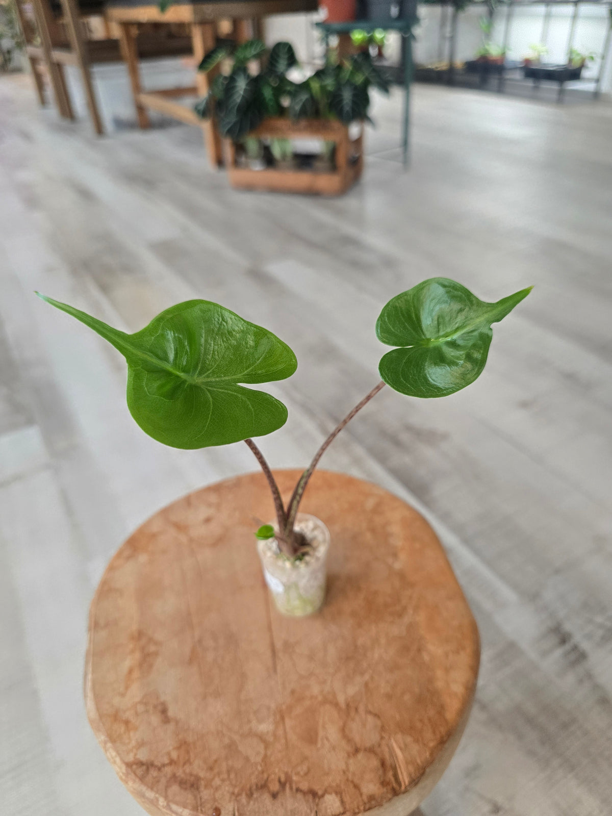 Alocasia Stingray (JP)