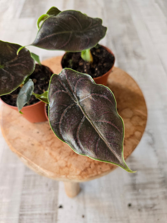 Alocasia Azlanii