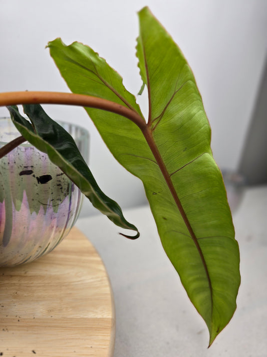 Philodendron billietiae