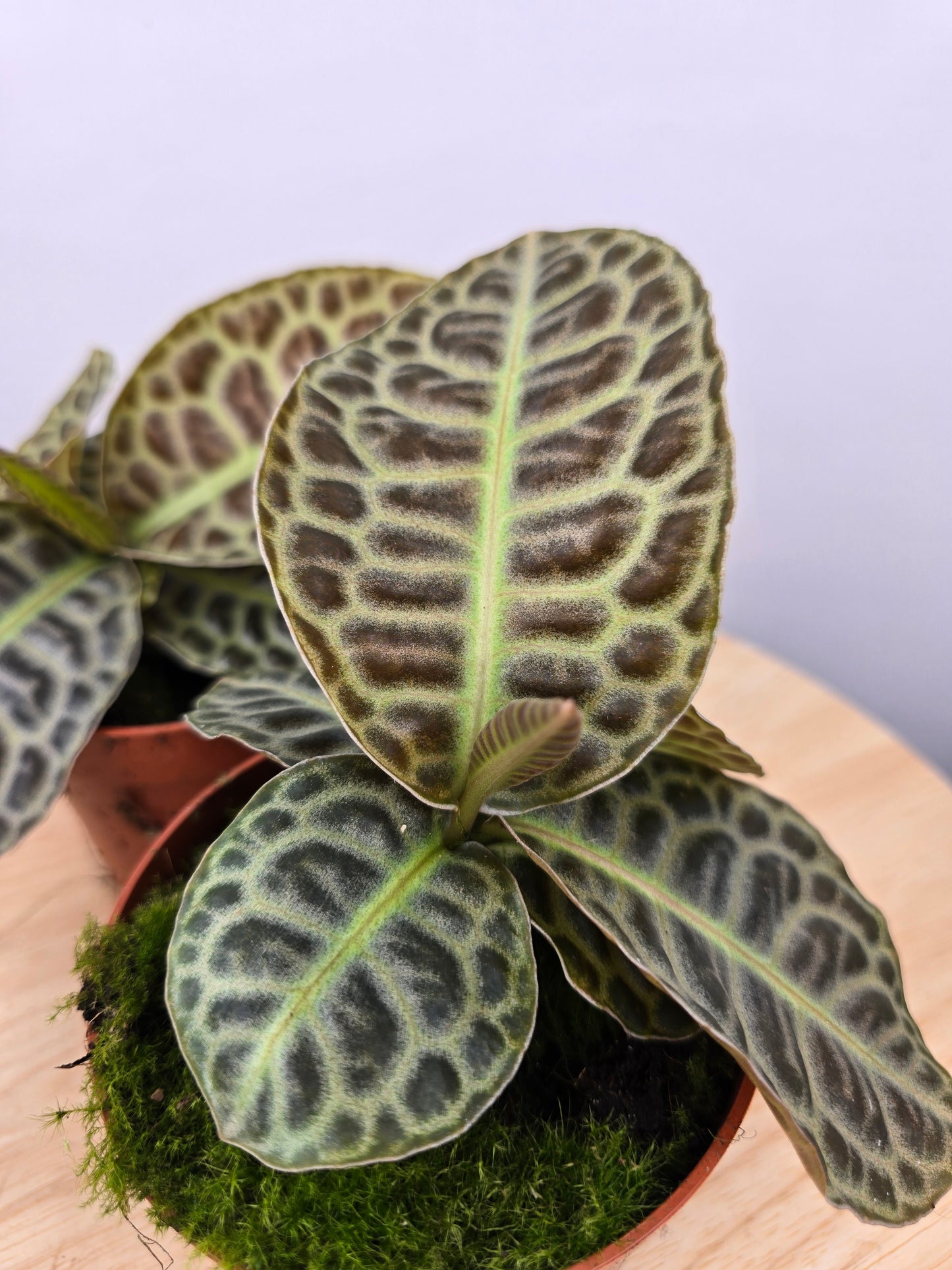 Labisia 'Turtle Back'