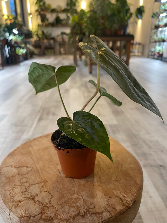 Anthurium papillilaminum x Dressleri (S2)