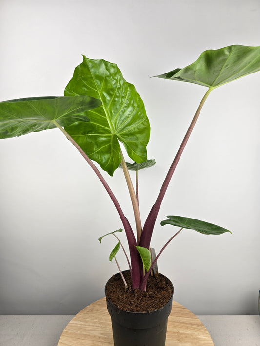 Alocasia Imperial Red