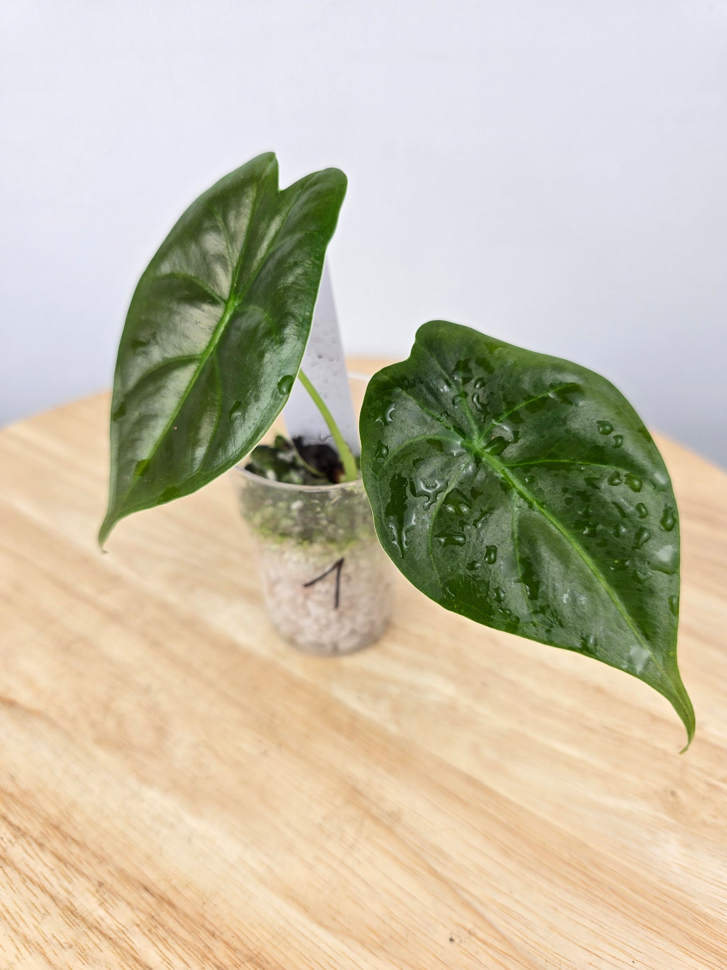 Alocasia Golden Bone (JP)
