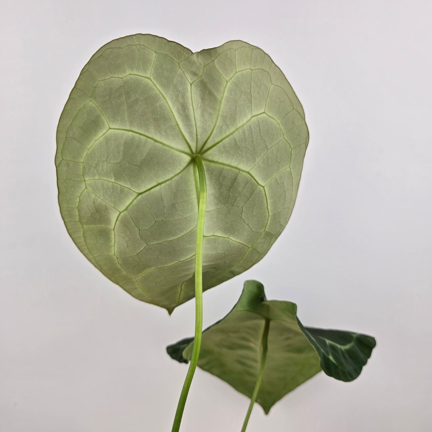 Anthurium forgetii x nigrolaminum gigi