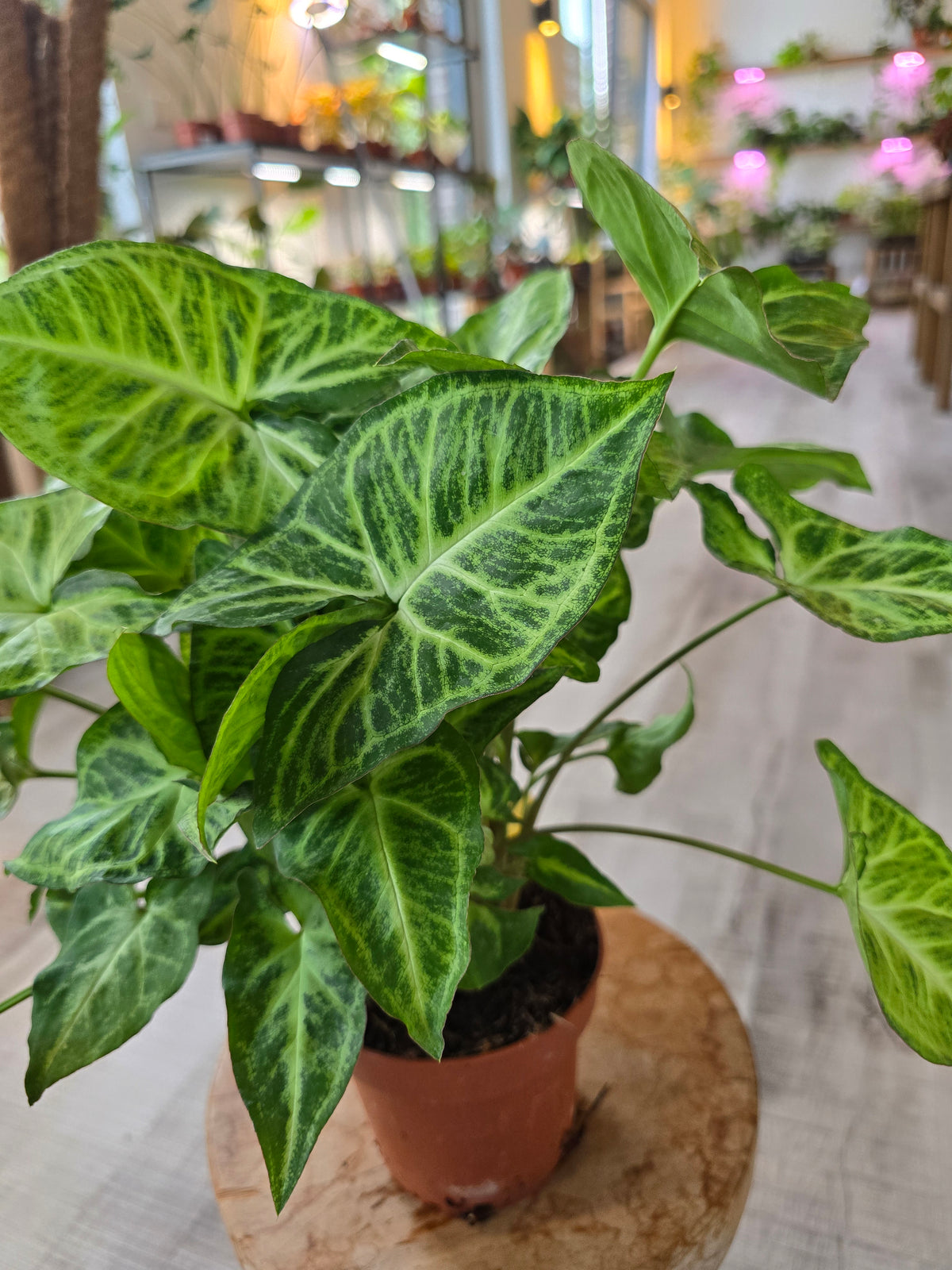 Syngonium Podophyllum 'Arrow'
