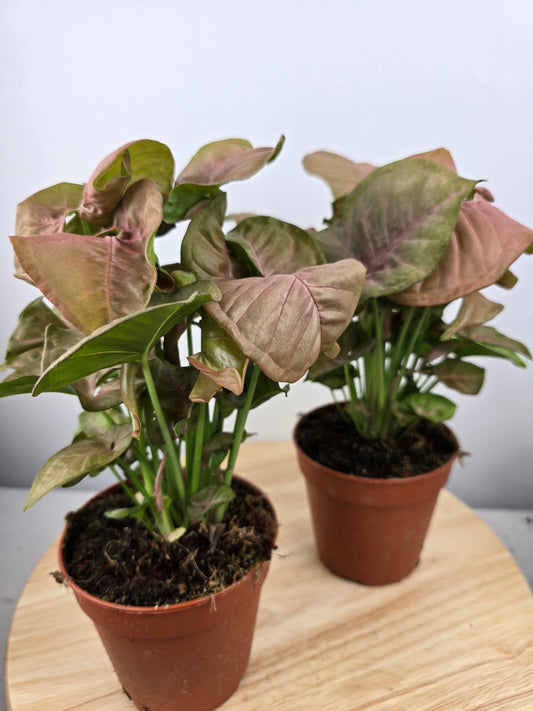 Syngonium Podophyllum 'Neon'