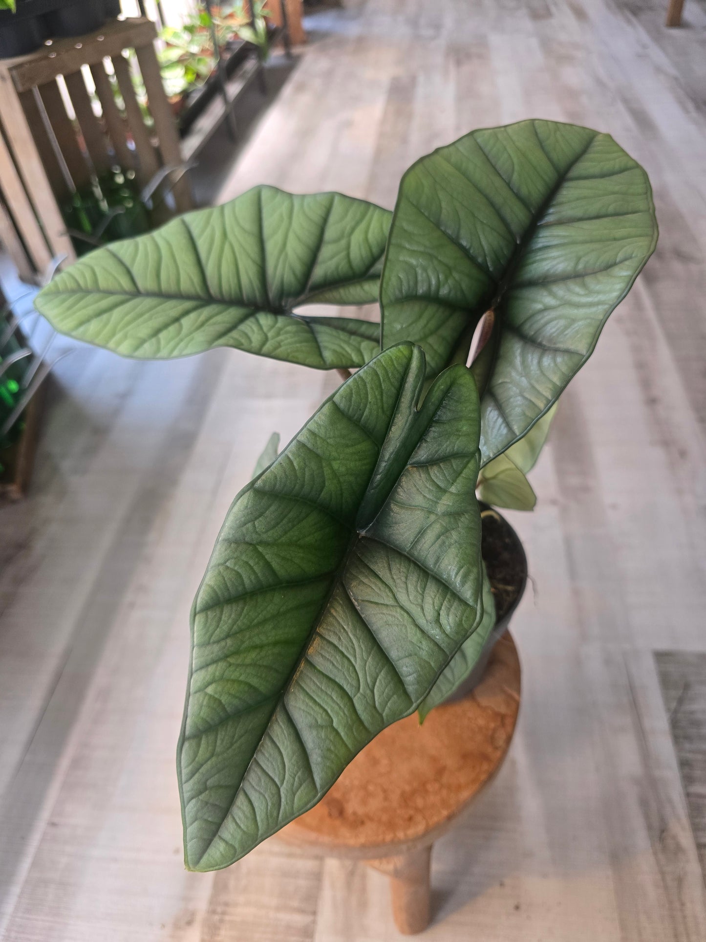 Alocasia Platinum