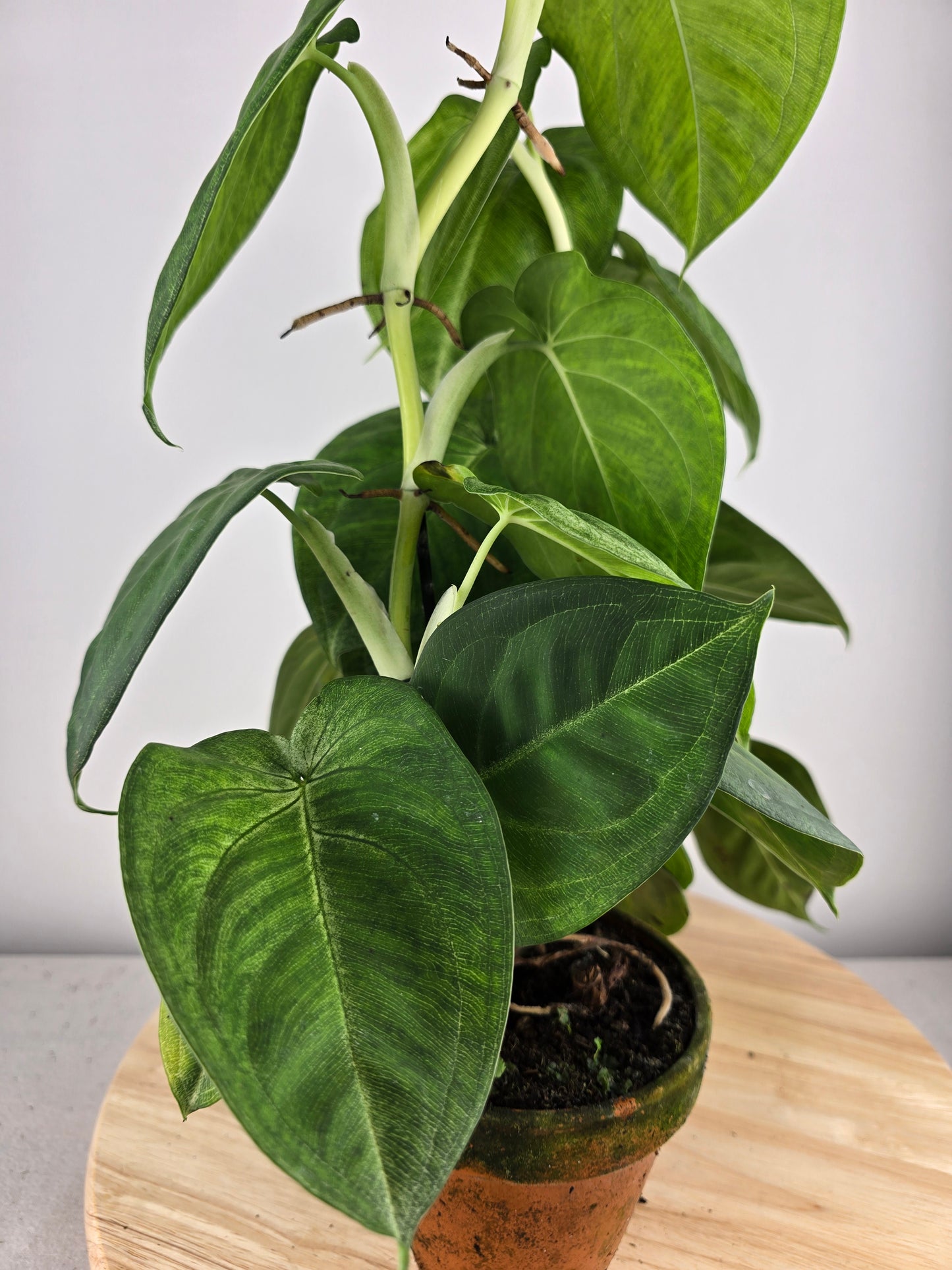 Syngonium macrophyllum 'Frosted Heart'