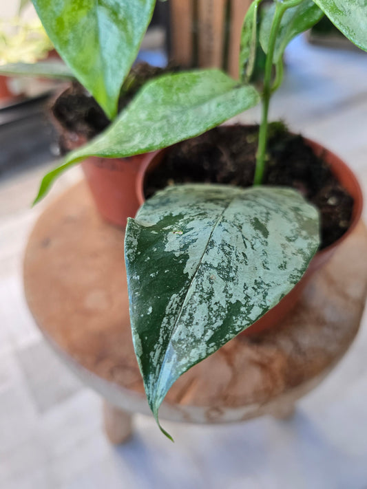 Hoya coriacea silver