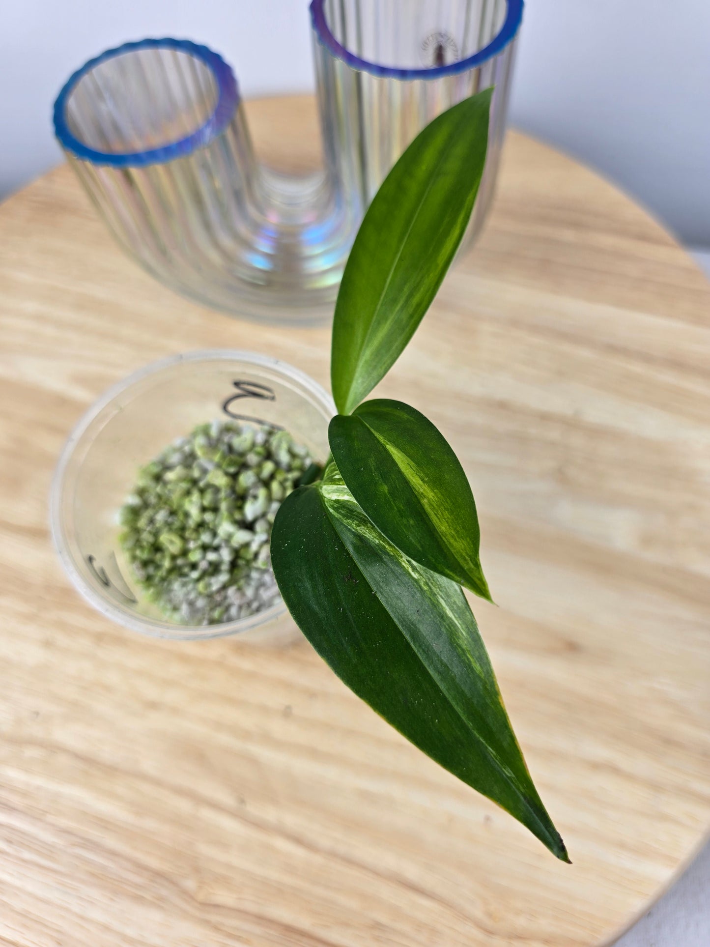 Epipremnum Amplissimum variegata