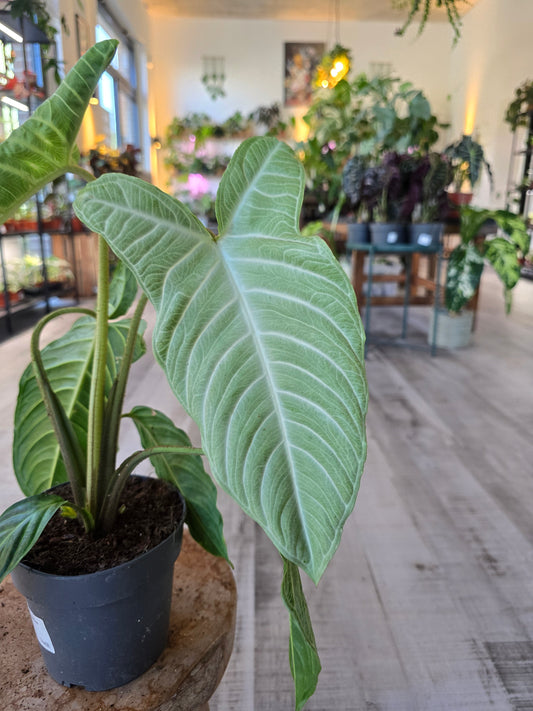 Xanthosoma Lindenii Mint