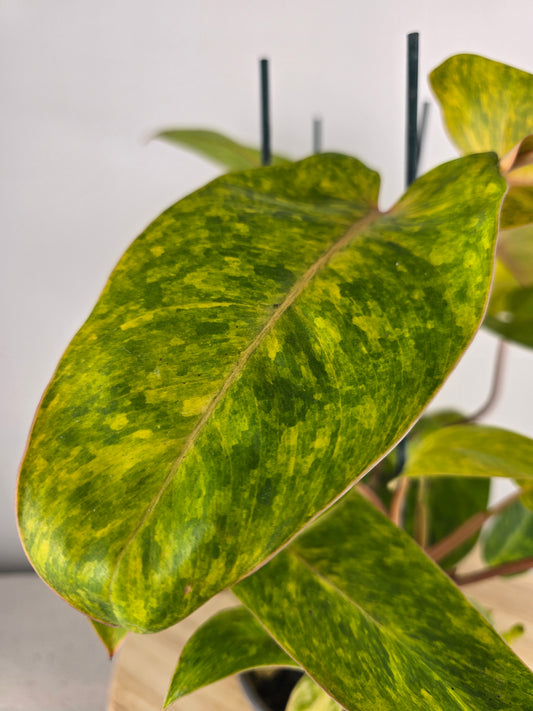 Philodendron Painted Lady