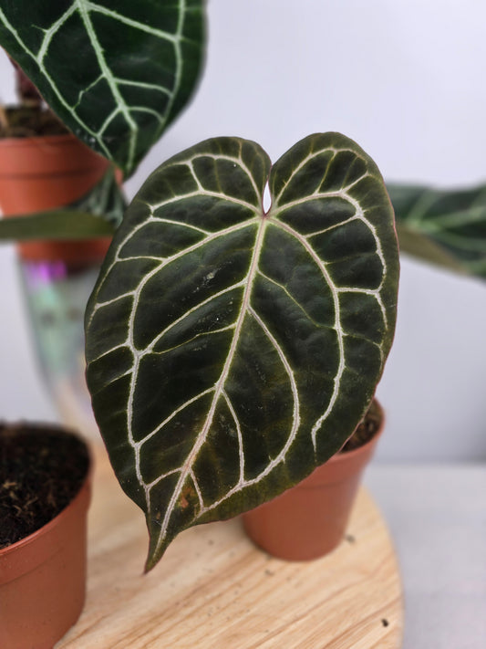 Anthurium Crystallinum