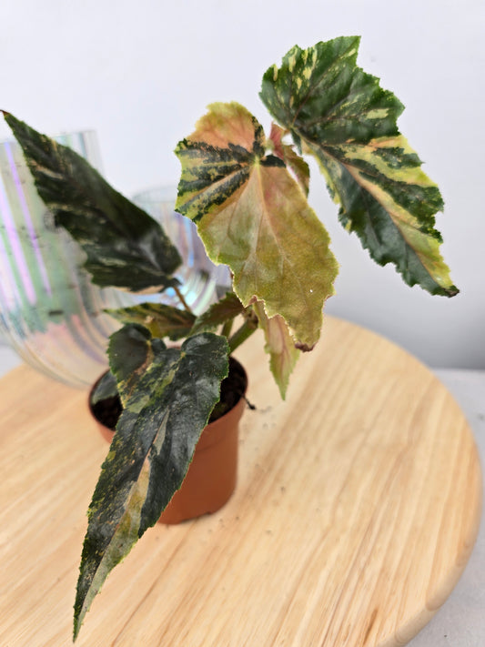 Begonia 'Ginny Galaxy Variegata'