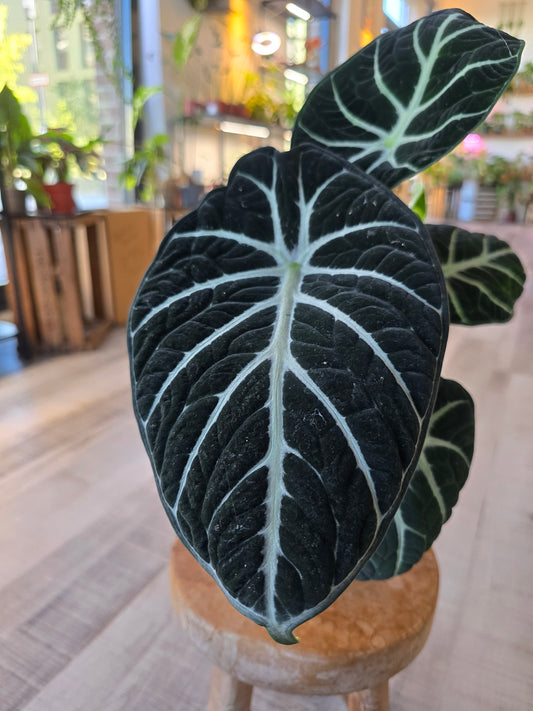 Alocasia reginula Ninja