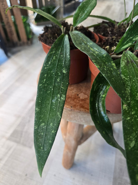 Hoya Rindu Rafflesia