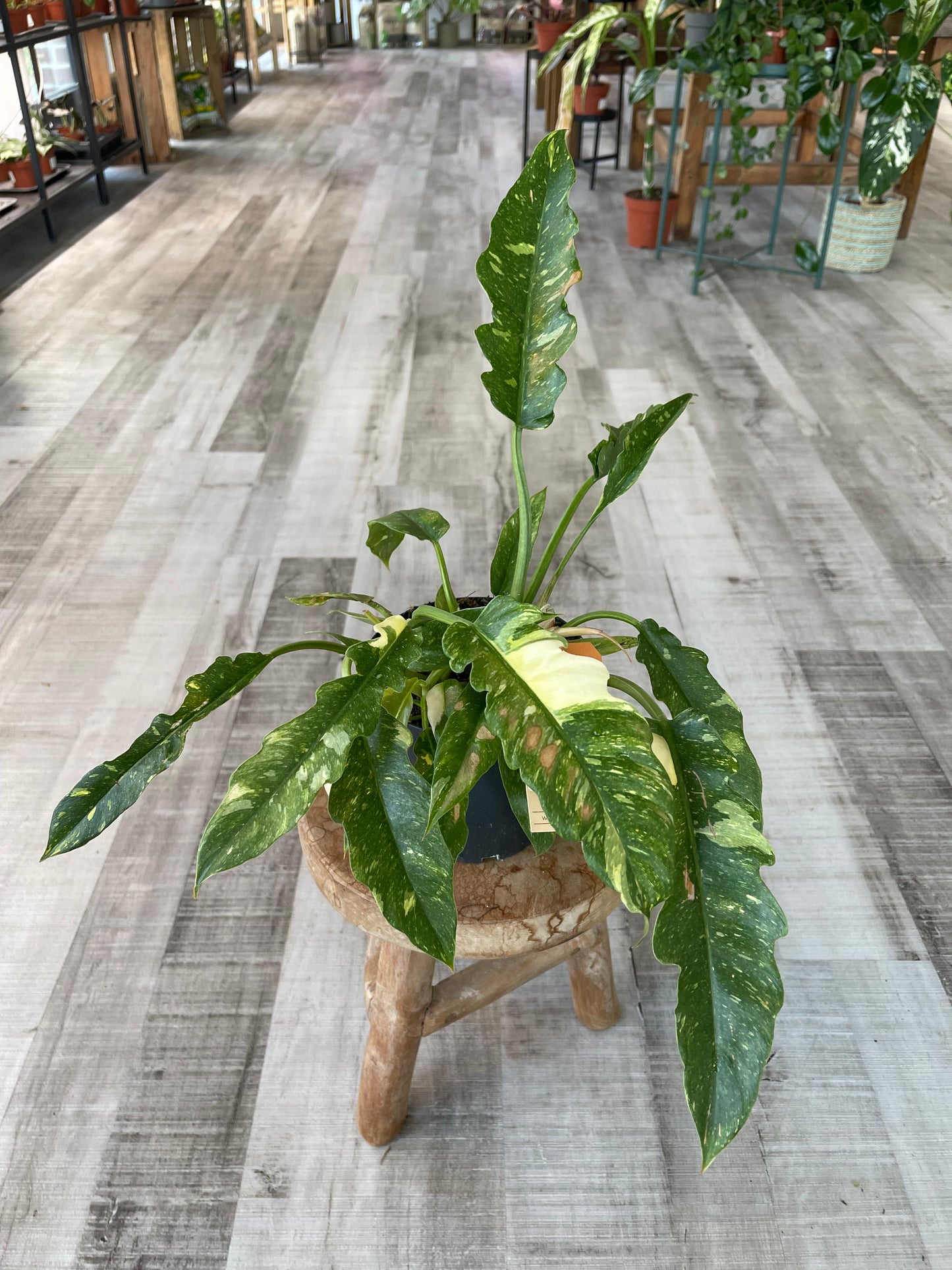 Philodendron Ring of Fire (SC)