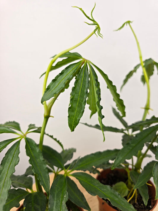 Anthurium polyschistum