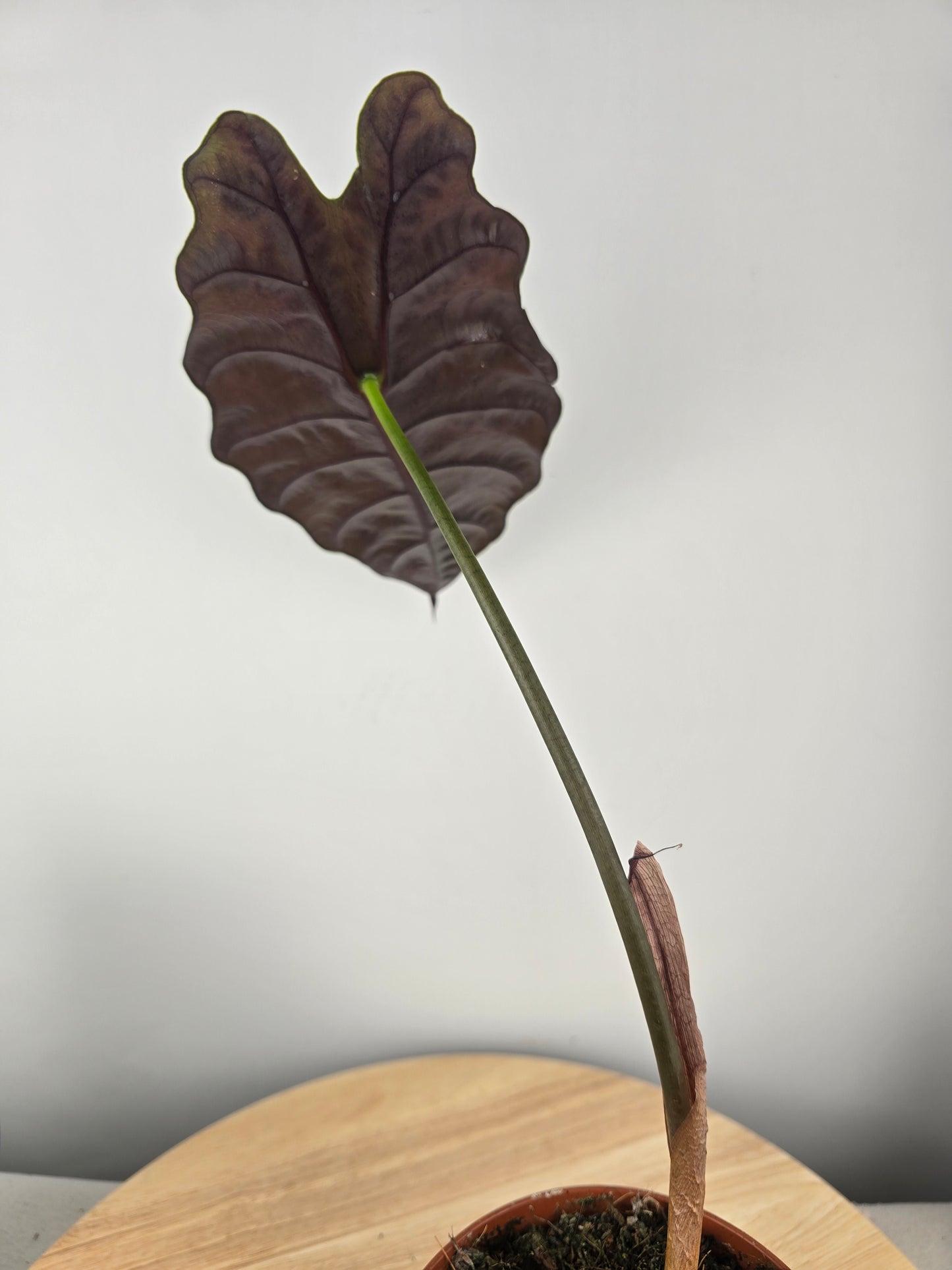 Alocasia Chantrieri (SC)