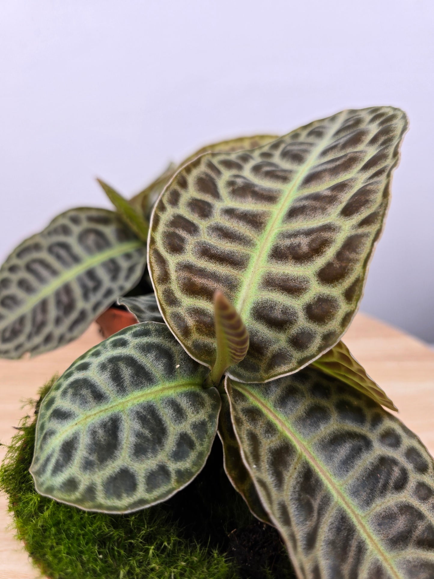 Labisia 'Turtle Back'