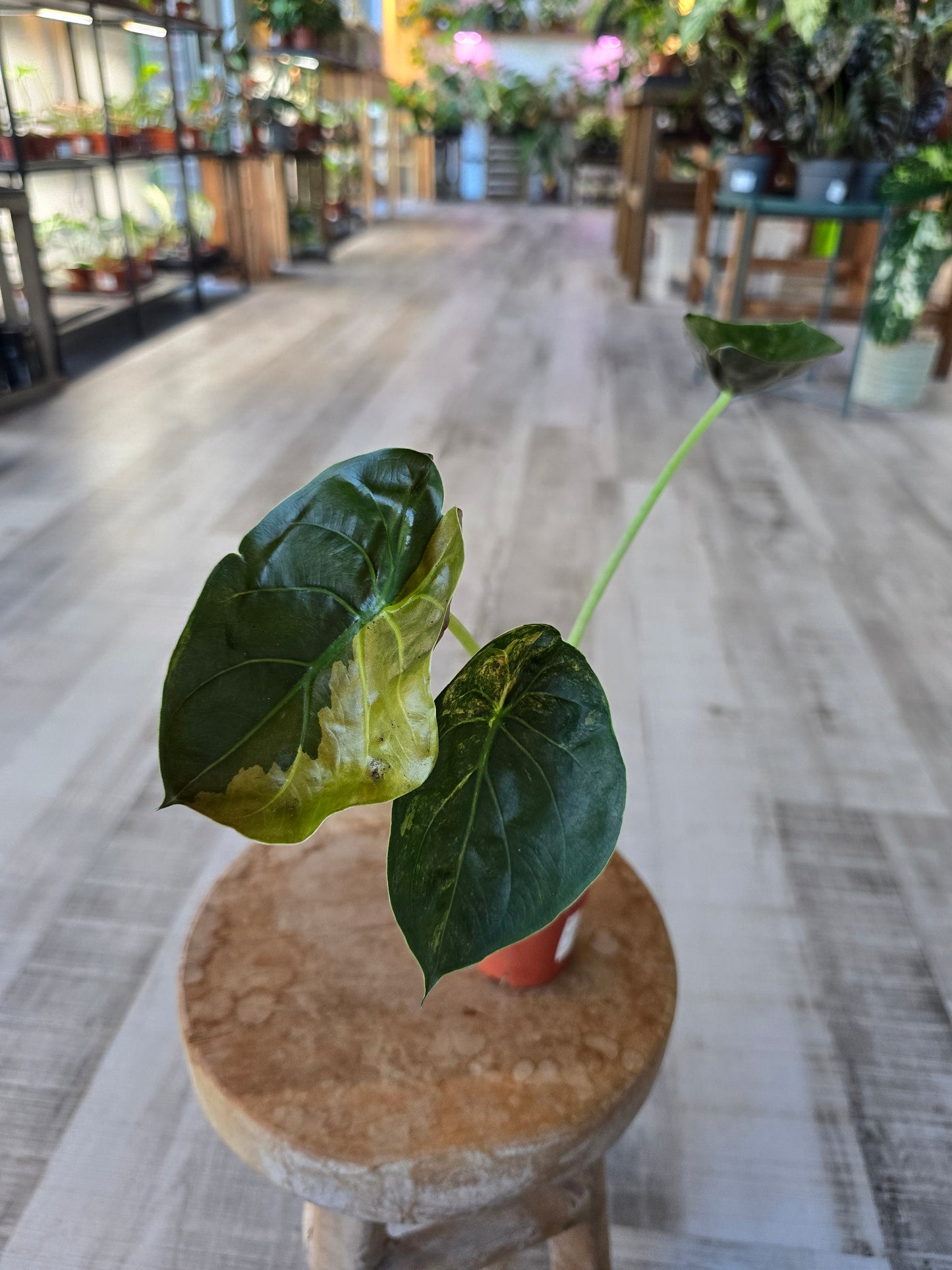 Alocasia wentii 'Aurea variegata'
