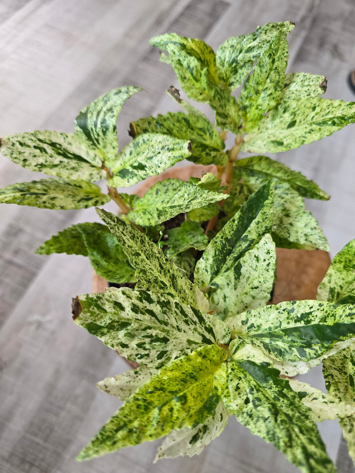 Pellionia repens variegata