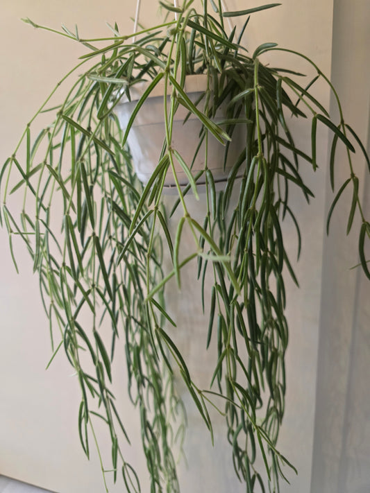 Hoya Linearis
