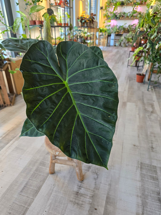 Alocasia Regal Shield