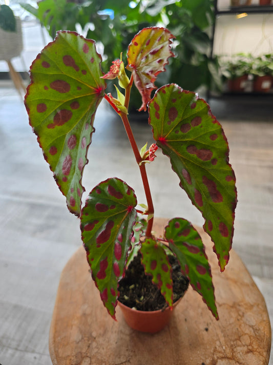 Begonia Pink Dottie