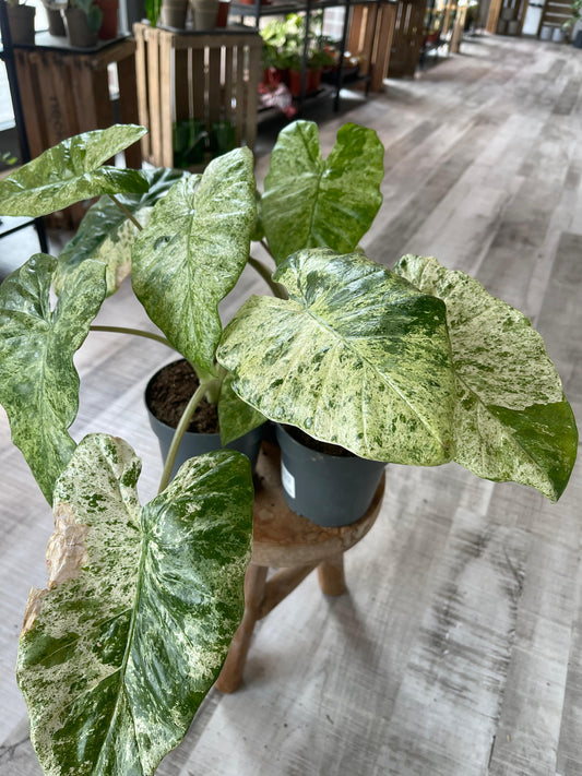 Alocasia Macrorrhiza 'Splash'