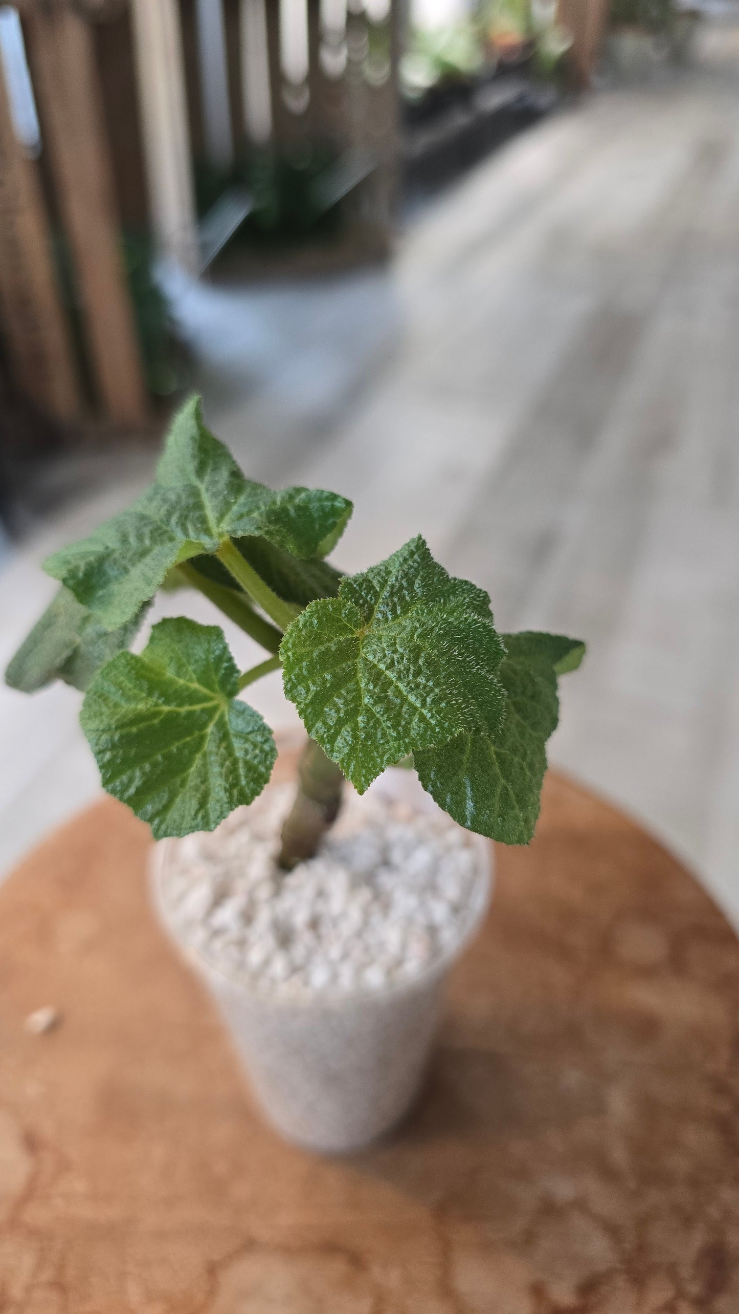 Begonia Boomer (RC1)