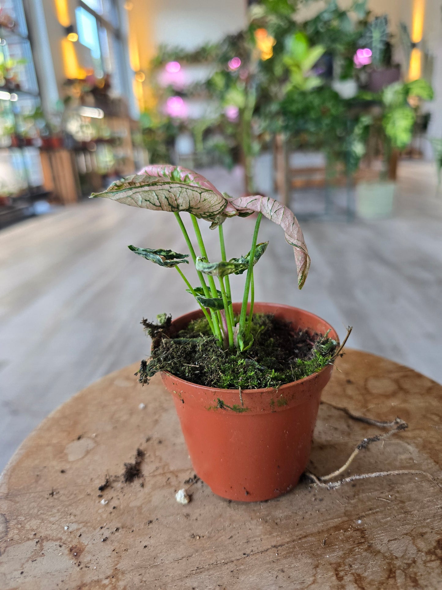 Syngonium Pink Rolli