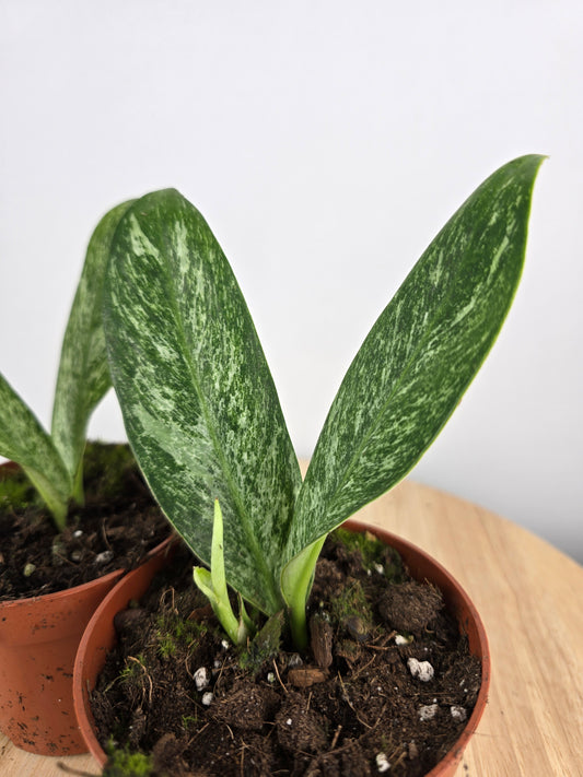 Rhaphidophora elliptica mint