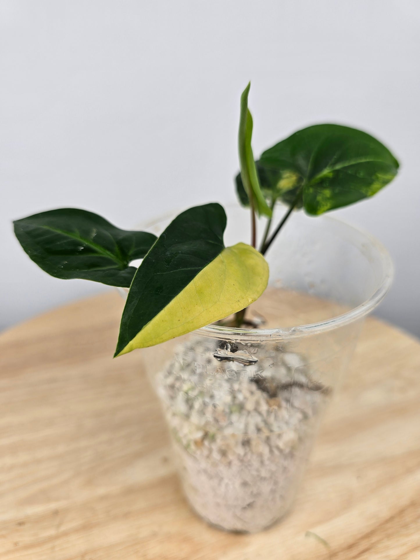 Syngonium aurea (JP)