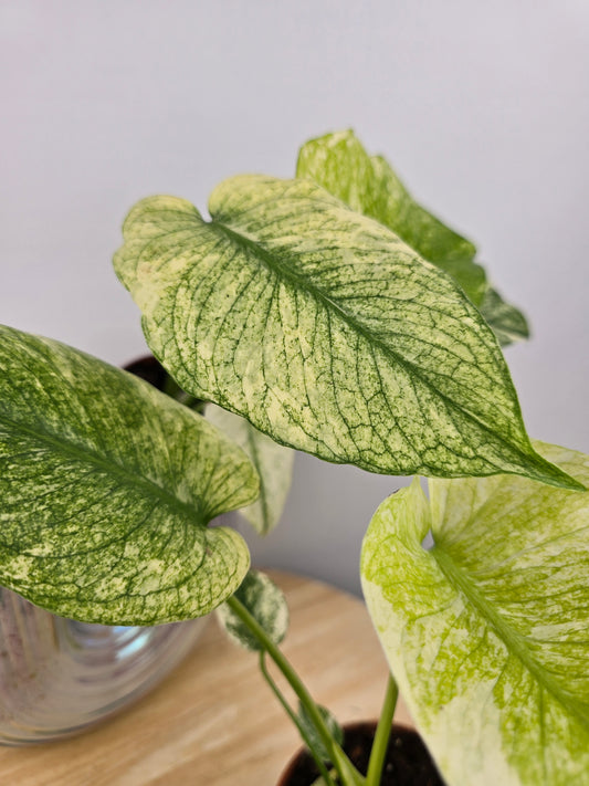 Monstera Deliciosa mint